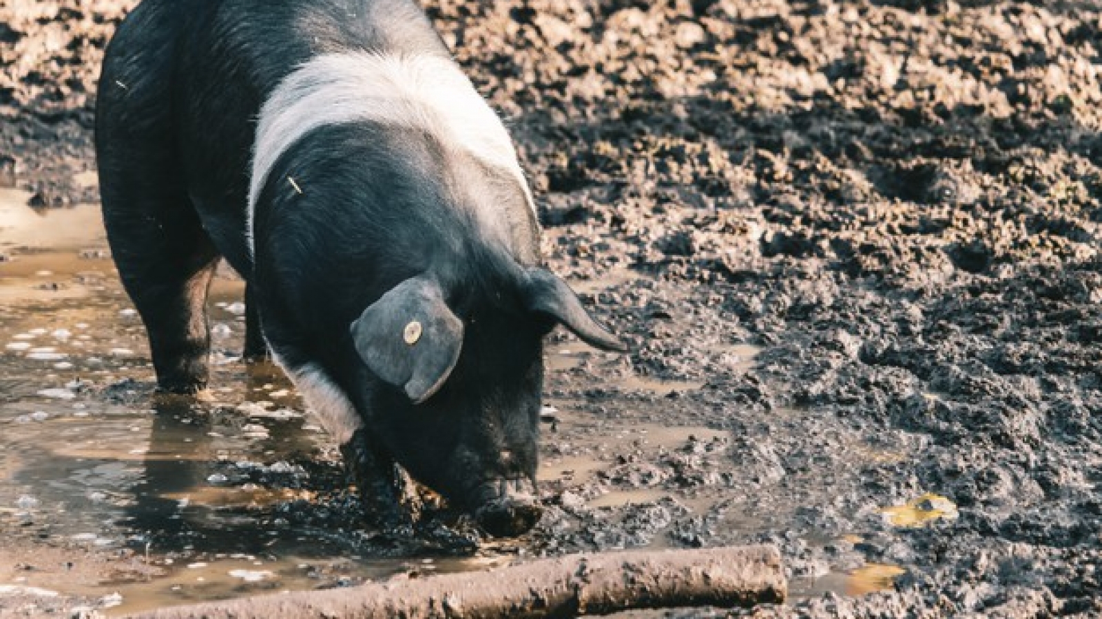 farm-pig-with-visible-ear-tag-foraging-food-muddy-ground-near-log_181624-16365