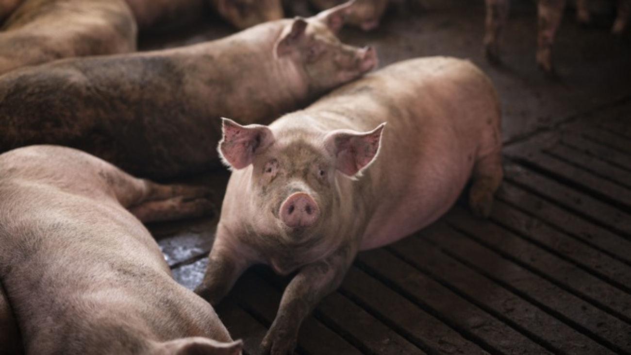 group-pigs-domestic-animals-pig-farm_342744-522